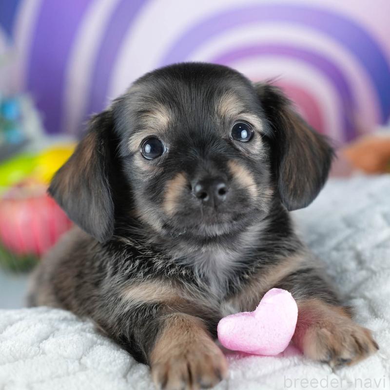 販売中の茨城県のミックス犬-437379の1枚目