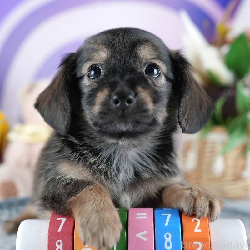 販売中の茨城県のミックス犬-437379の11枚目