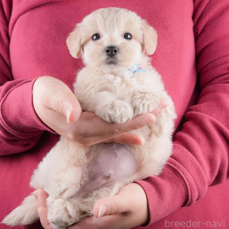 販売中の静岡県のマルプー:マルチーズ×トイプードル-437488