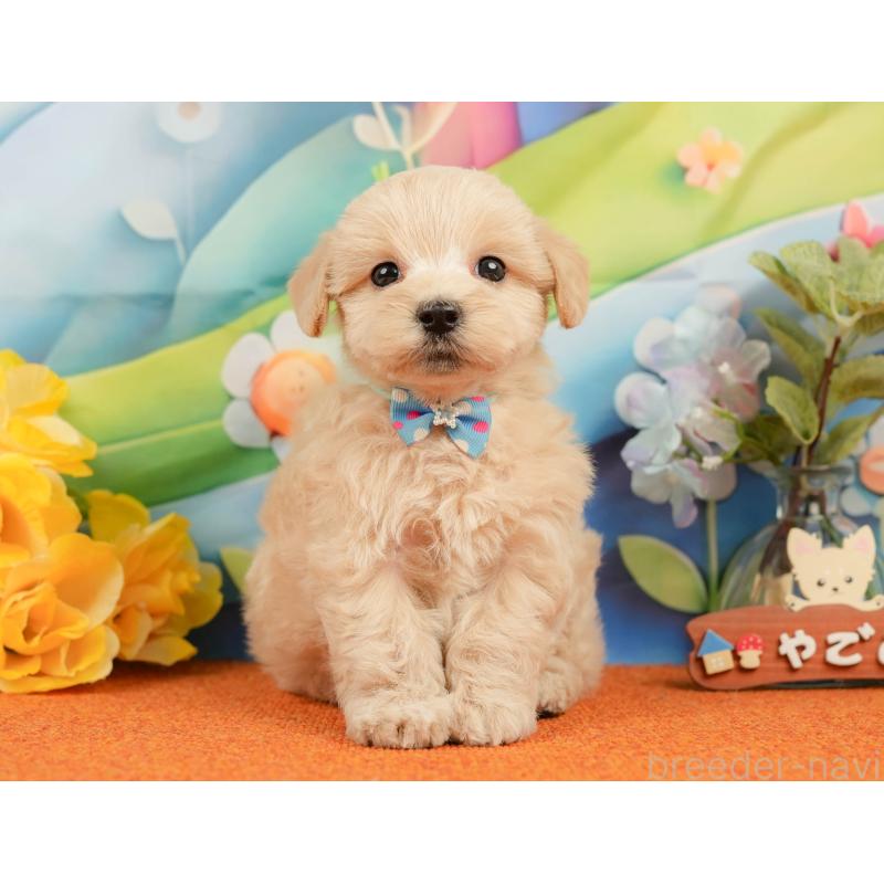 販売中の静岡県のマルプー:マルチーズ×トイプードル-437488の10枚目