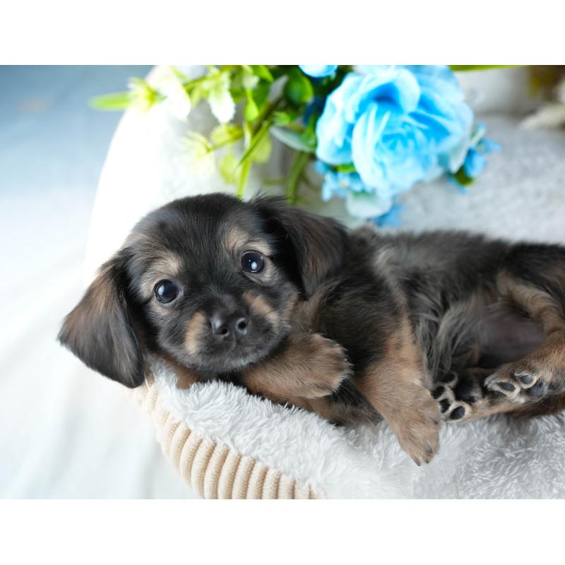 販売中の茨城県のミックス犬-437379の10枚目