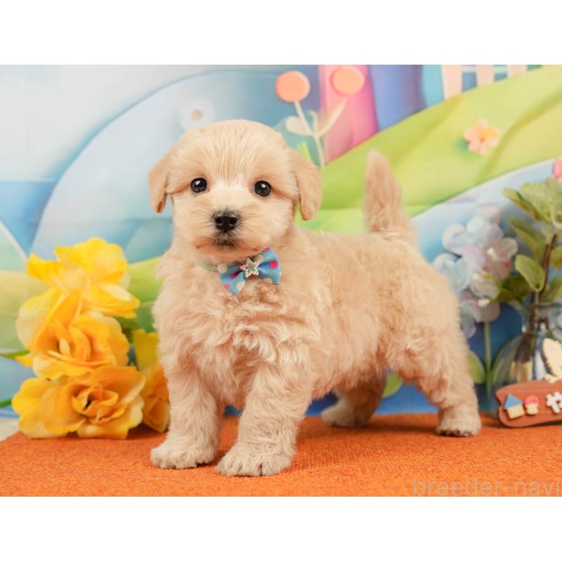 販売中の静岡県のマルプー:マルチーズ×トイプードル-437488の9枚目