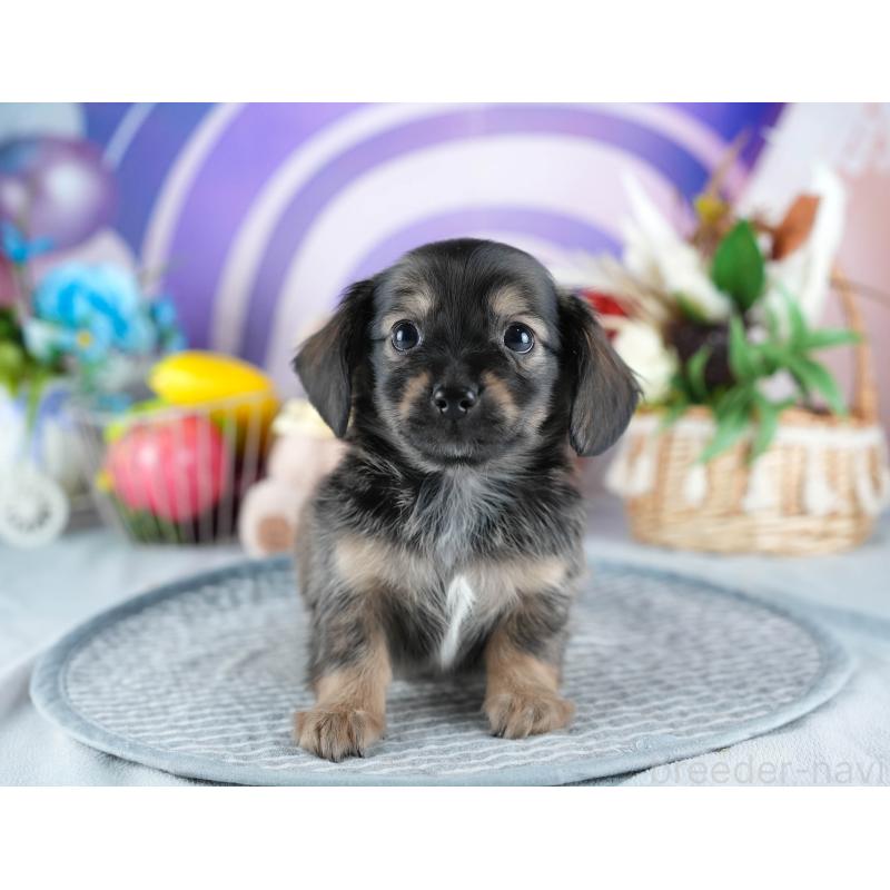 販売中の茨城県のミックス犬-437379の8枚目