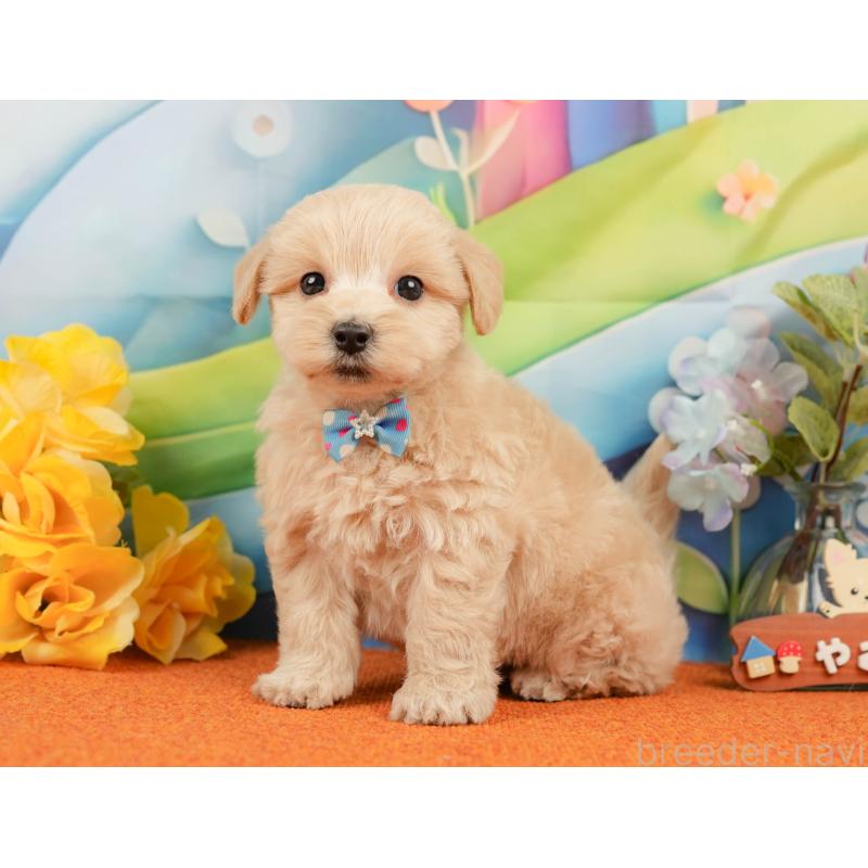 販売中の静岡県のマルプー:マルチーズ×トイプードル-437488の8枚目