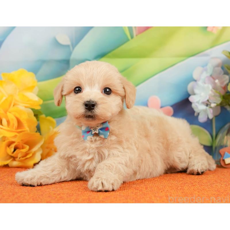 販売中の静岡県のマルプー:マルチーズ×トイプードル-437488の7枚目