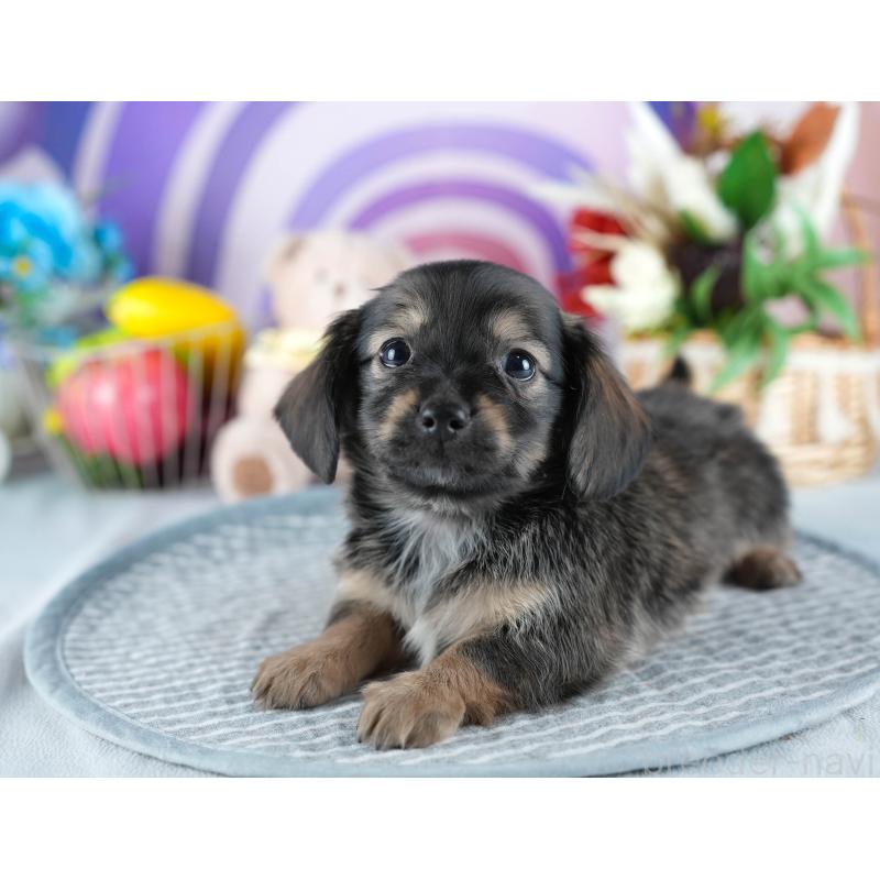 販売中の茨城県のミックス犬-437379の6枚目