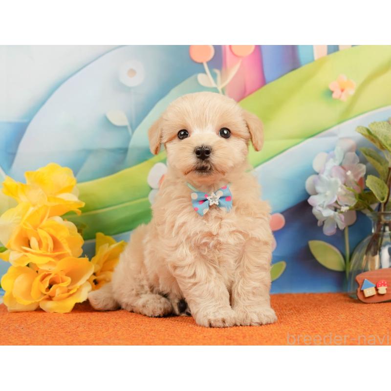 販売中の静岡県のマルプー:マルチーズ×トイプードル-437488の6枚目