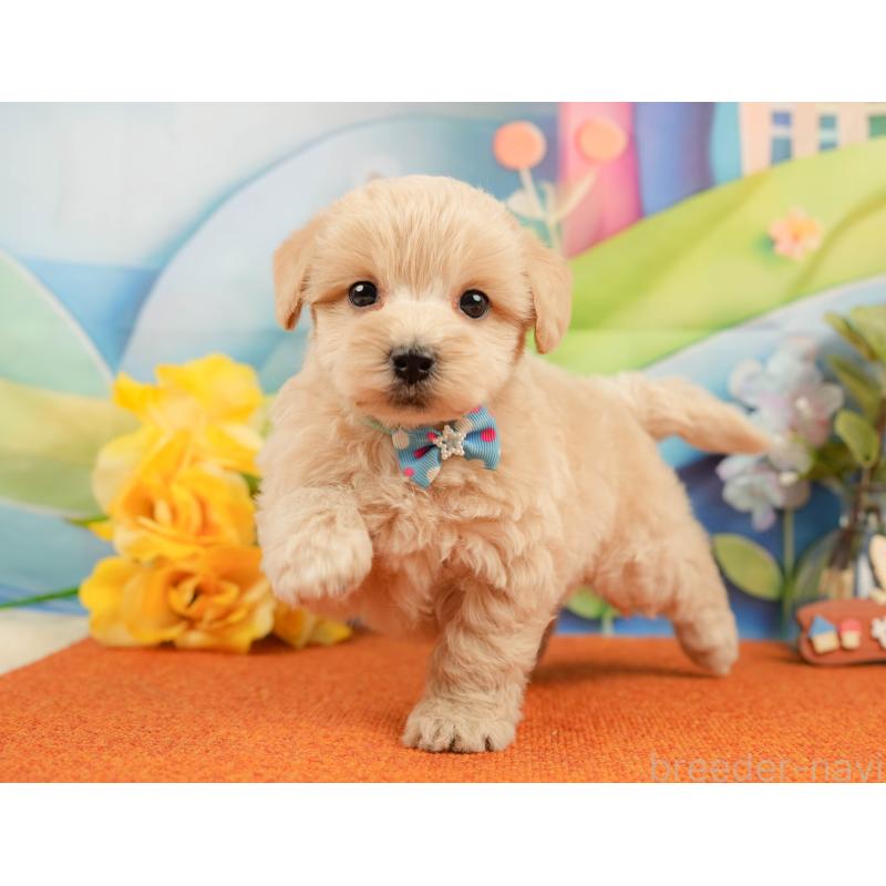 販売中の静岡県のマルプー:マルチーズ×トイプードル-437488の5枚目