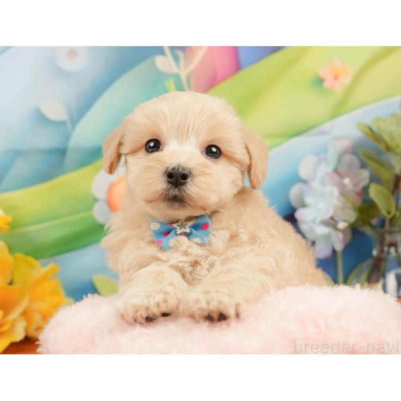 販売中の静岡県のマルプー:マルチーズ×トイプードル-437488の4枚目