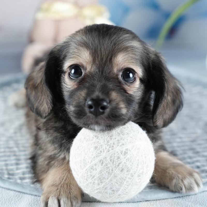 販売中の茨城県のミックス犬-437376の11枚目