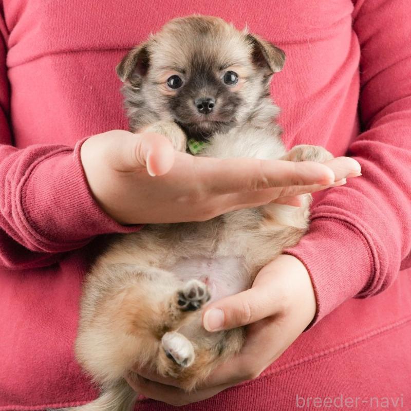 販売中の静岡県のチワワ(ロングコート)-437480