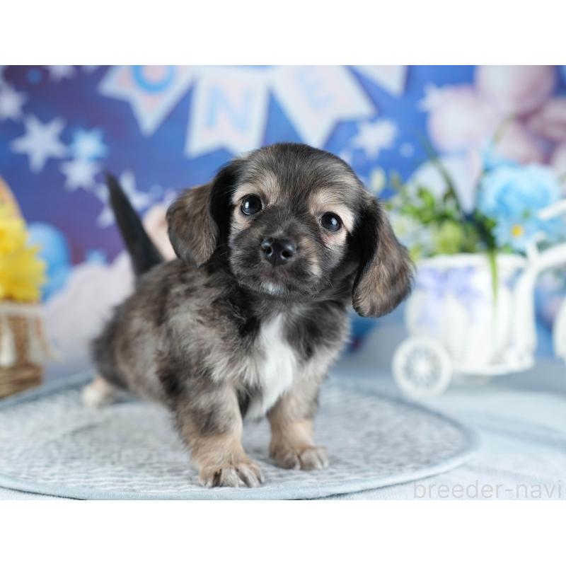 販売中の茨城県のミックス犬-437376の10枚目