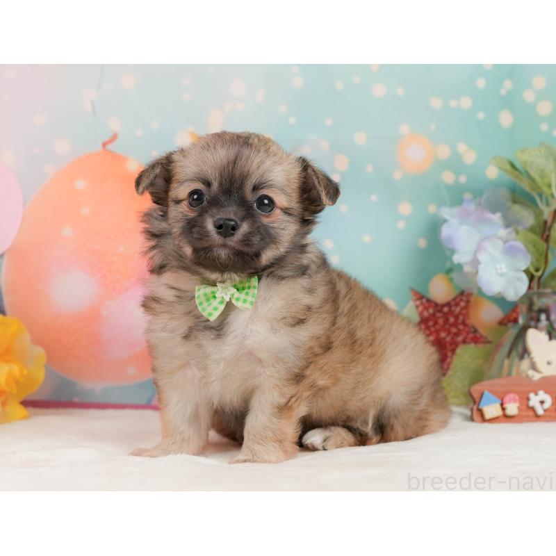 販売中の静岡県のチワワ(ロングコート)-437480の10枚目