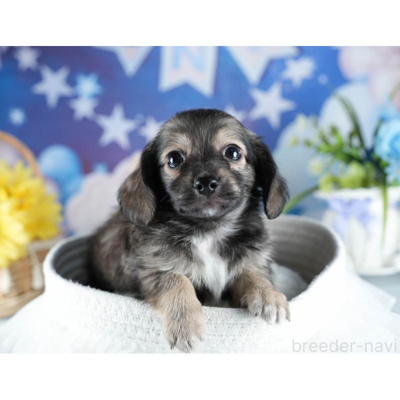 販売中の茨城県のミックス犬-437376の8枚目