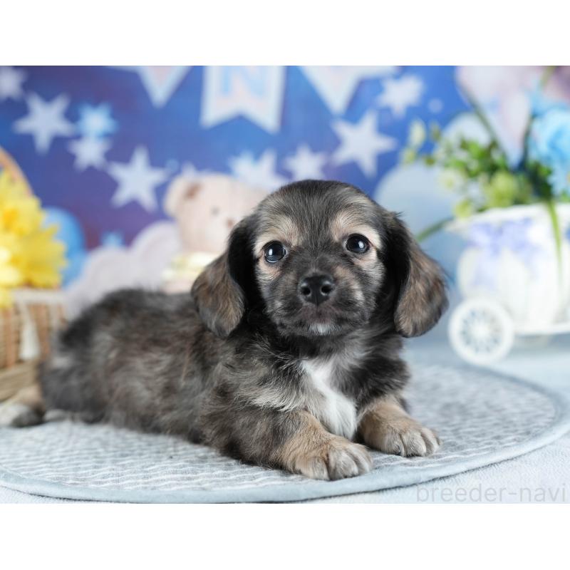 販売中の茨城県のミックス犬-437376の7枚目