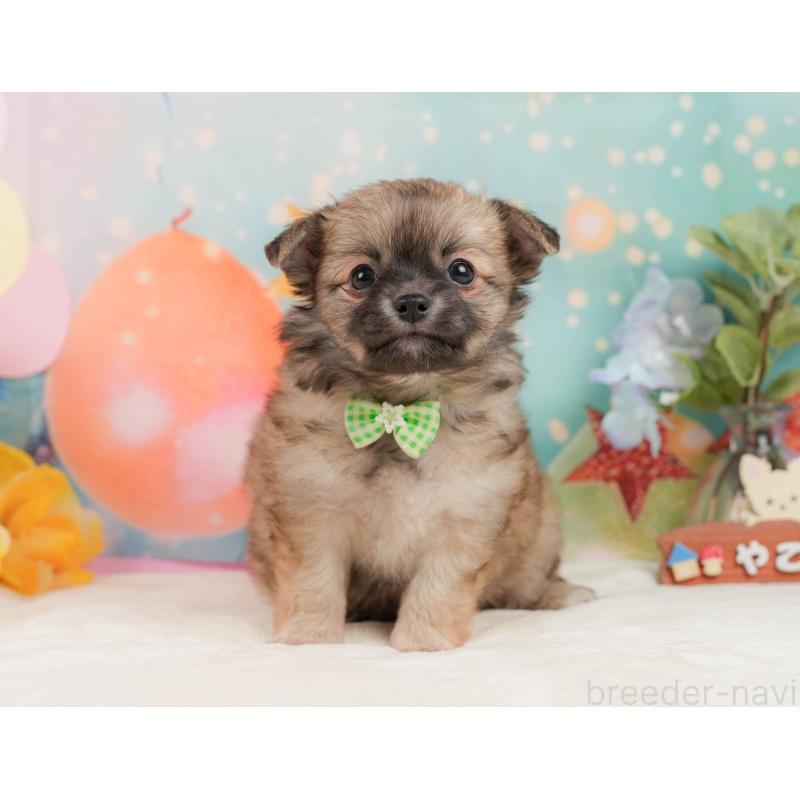 販売中の静岡県のチワワ(ロングコート)-437480の8枚目