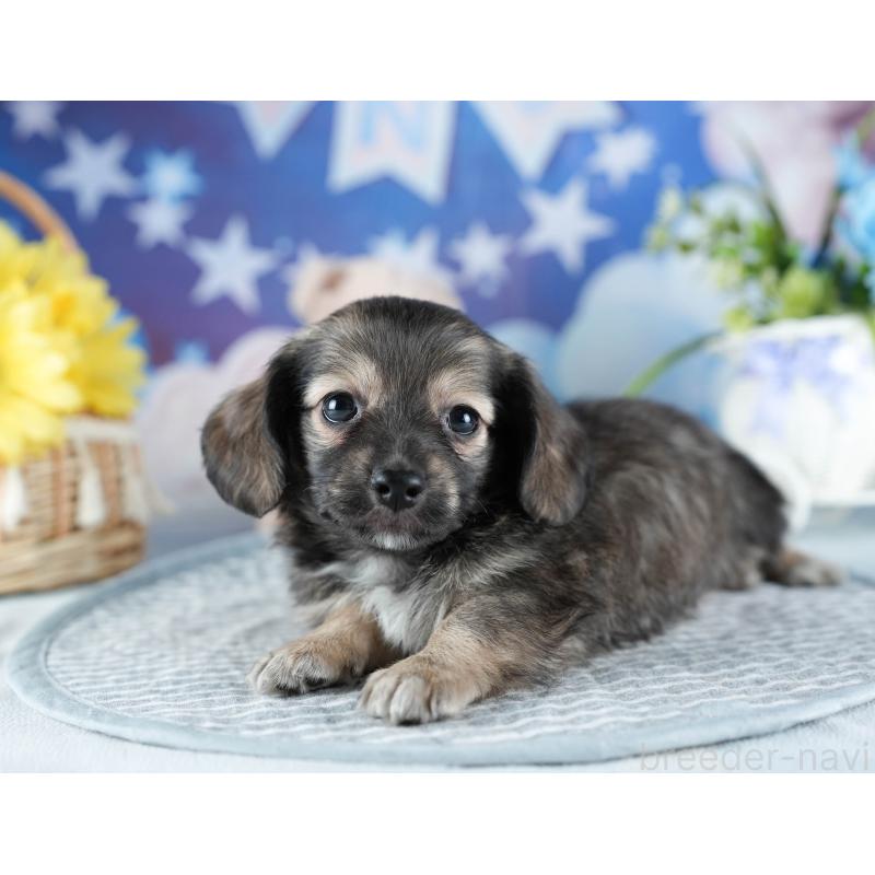 販売中の茨城県のミックス犬-437376の6枚目