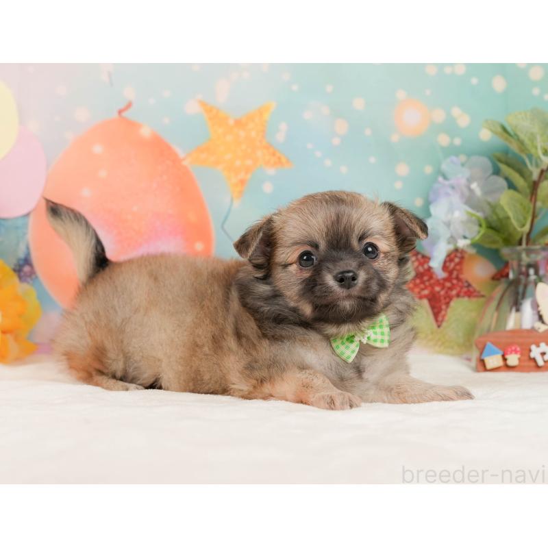 販売中の静岡県のチワワ(ロングコート)-437480の7枚目