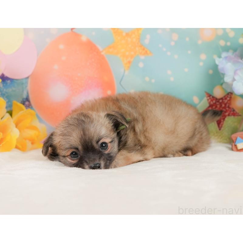 販売中の静岡県のチワワ(ロングコート)-437480の6枚目