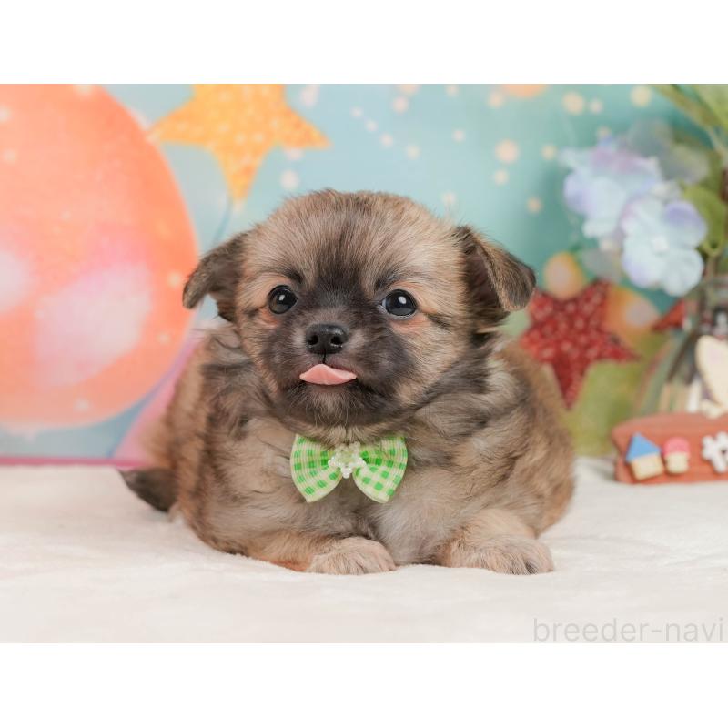 販売中の静岡県のチワワ(ロングコート)-437480の5枚目