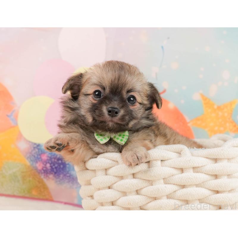 販売中の静岡県のチワワ(ロングコート)-437480の4枚目