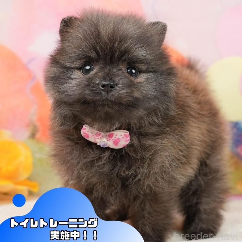 販売中の静岡県のポメラニアン-437477