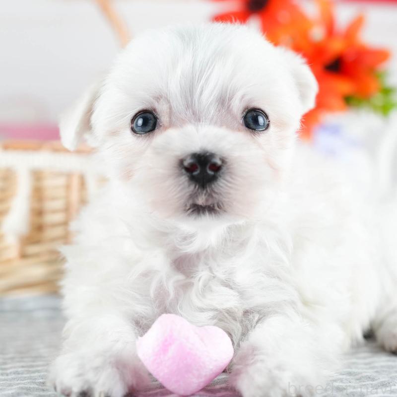 販売中の茨城県のマルチーズ-437372