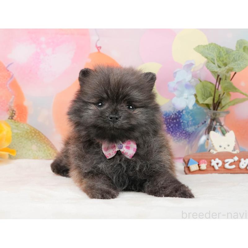 販売中の静岡県のポメラニアン-437477の10枚目