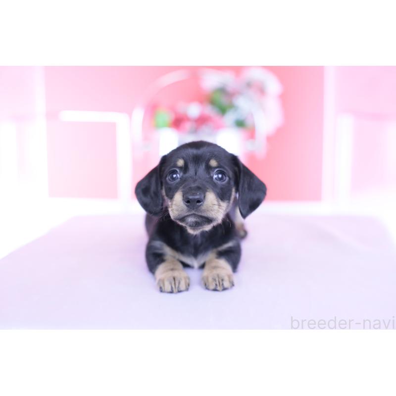 販売中の愛知県のカニンヘンダックスフンド(スムースヘアード)-437316の16枚目