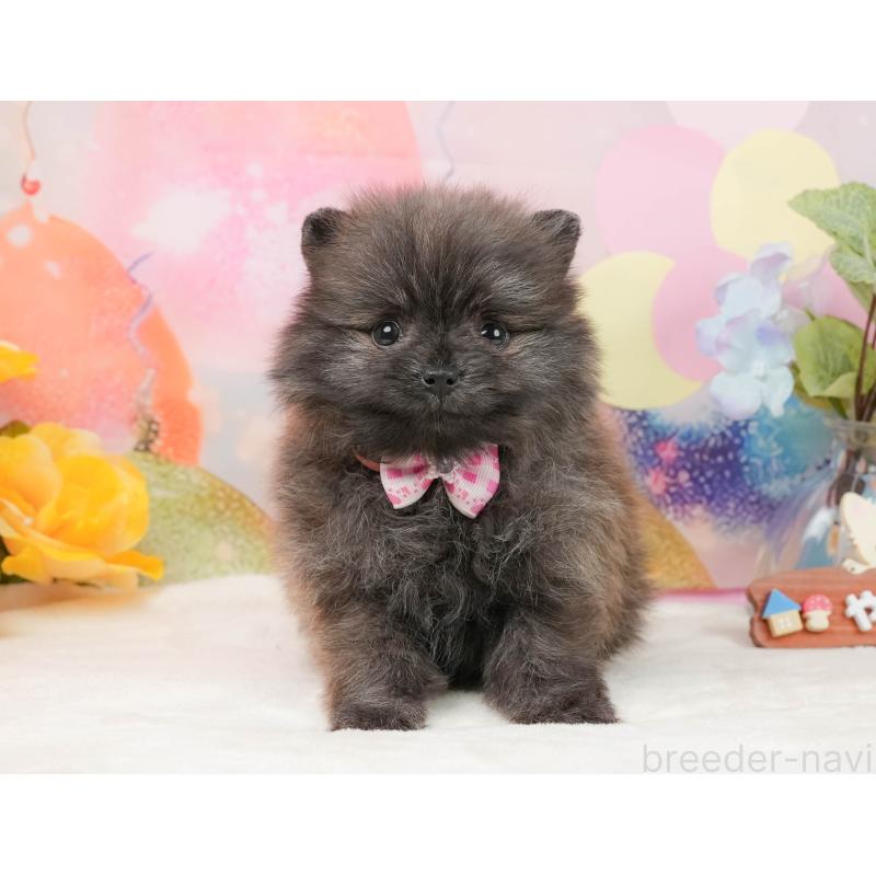 販売中の静岡県のポメラニアン-437477の9枚目