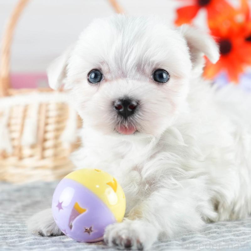 販売中の茨城県のマルチーズ-437372の11枚目