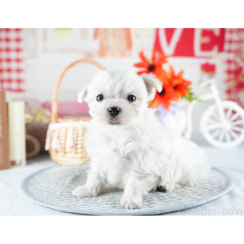 販売中の茨城県のマルチーズ-437372の10枚目