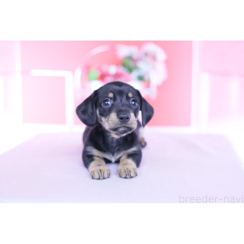 販売中の愛知県のカニンヘンダックスフンド(スムースヘアード)-437316の15枚目