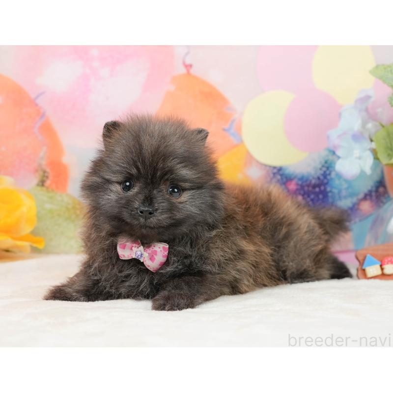 販売中の静岡県のポメラニアン-437477の8枚目