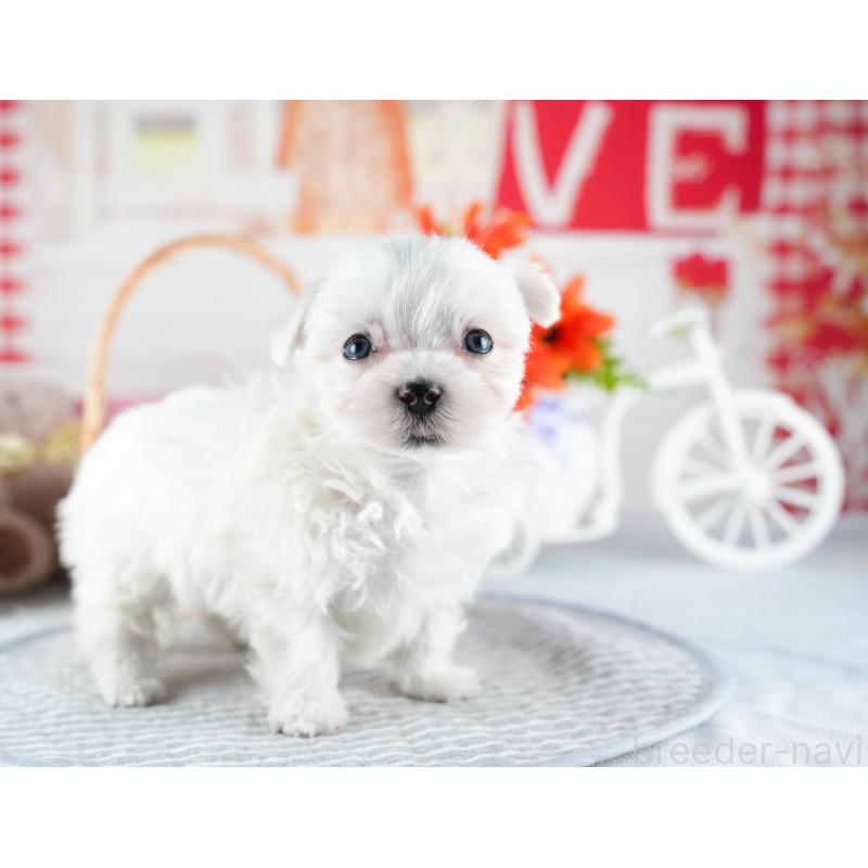 販売中の茨城県のマルチーズ-437372の9枚目