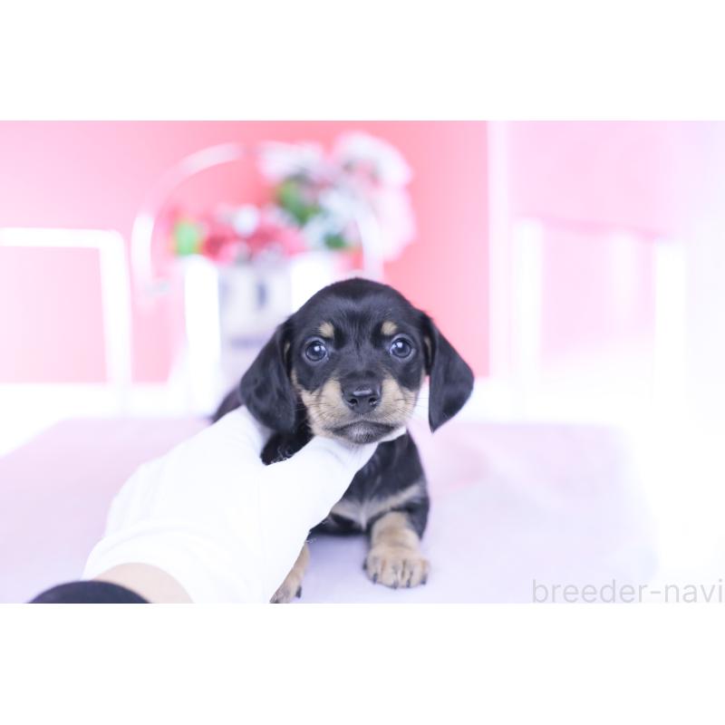 販売中の愛知県のカニンヘンダックスフンド(スムースヘアード)-437316の13枚目