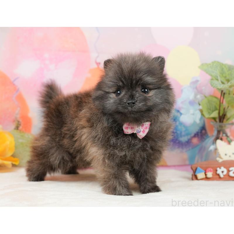 販売中の静岡県のポメラニアン-437477の7枚目