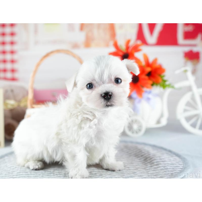 販売中の茨城県のマルチーズ-437372の8枚目