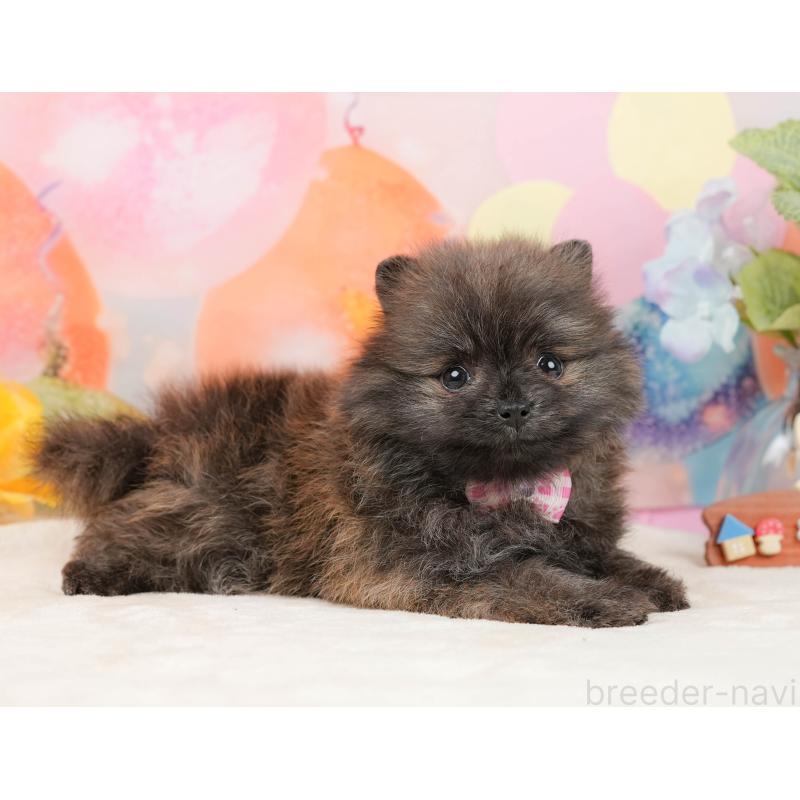 販売中の静岡県のポメラニアン-437477の6枚目