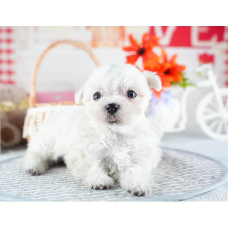 販売中の茨城県のマルチーズ-437372の7枚目