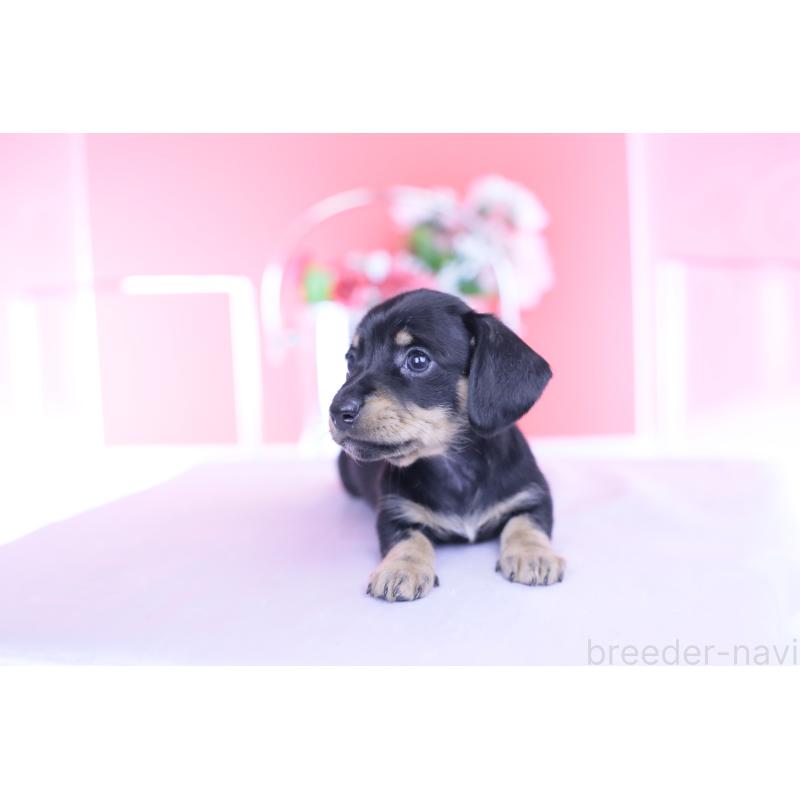 販売中の愛知県のカニンヘンダックスフンド(スムースヘアード)-437316の12枚目