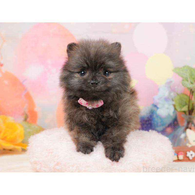 販売中の静岡県のポメラニアン-437477の5枚目