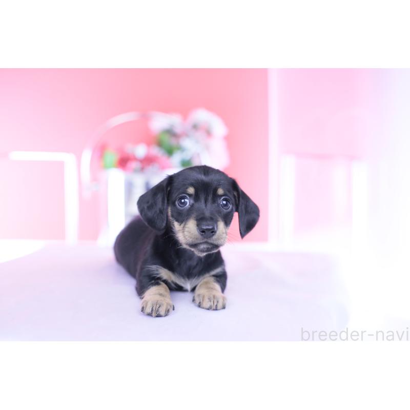 販売中の愛知県のカニンヘンダックスフンド(スムースヘアード)-437316の11枚目