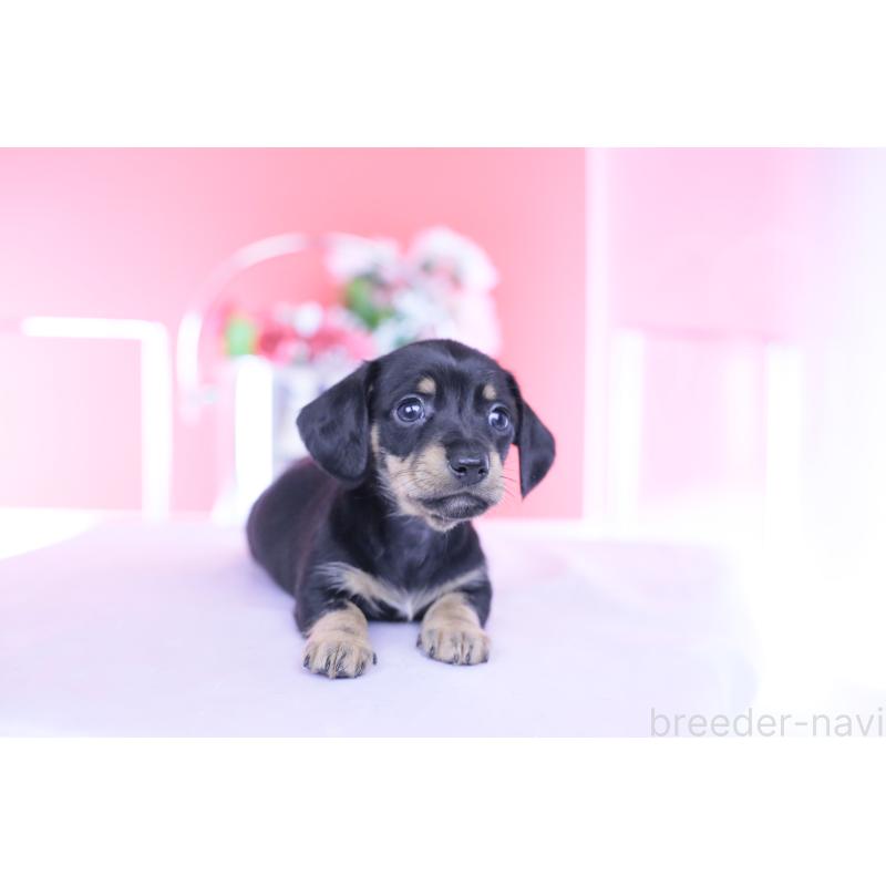 販売中の愛知県のカニンヘンダックスフンド(スムースヘアード)-437316の10枚目