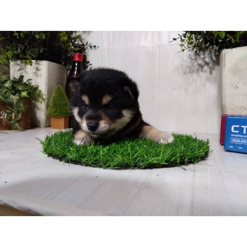 販売中の三重県の豆柴-437315の10枚目