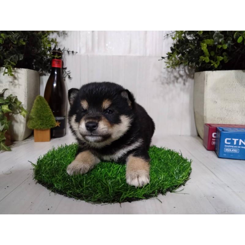 販売中の三重県の豆柴-437315の9枚目