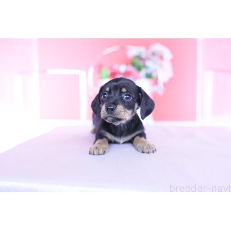 販売中の愛知県のカニンヘンダックスフンド(スムースヘアード)-437316の9枚目