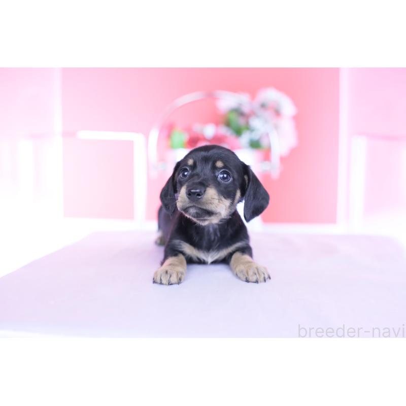 販売中の愛知県のカニンヘンダックスフンド(スムースヘアード)-437316の8枚目