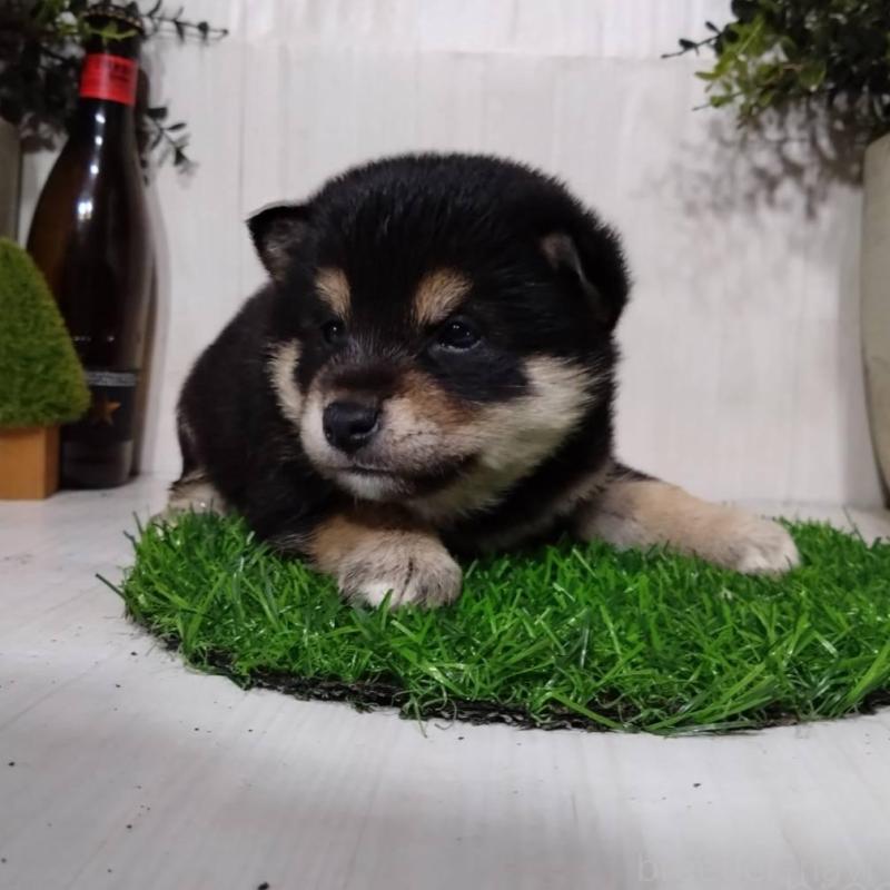 販売中の三重県の豆柴-437315の1枚目