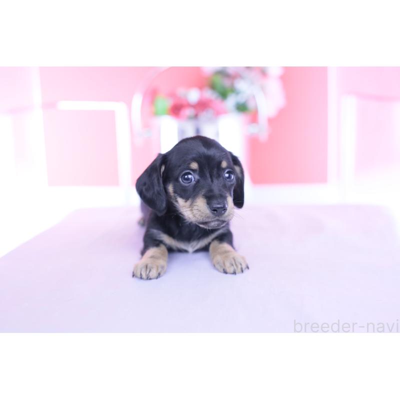 販売中の愛知県のカニンヘンダックスフンド(スムースヘアード)-437316の6枚目